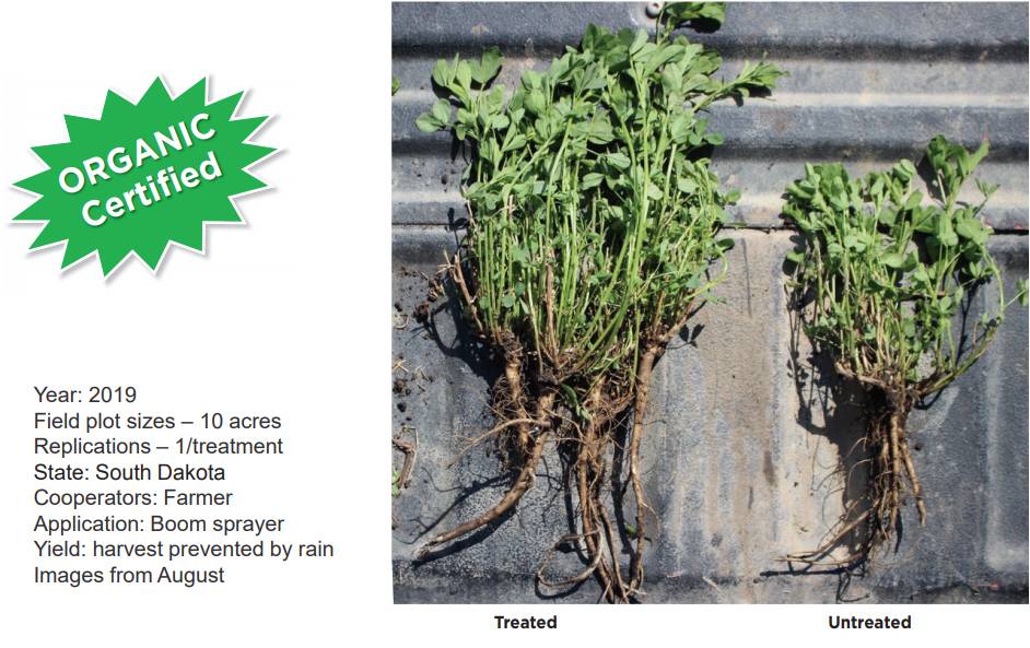 Synergy between BioEnsure® and BioTango on Alfalfa